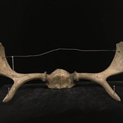 Cover image of Trophy Antlers